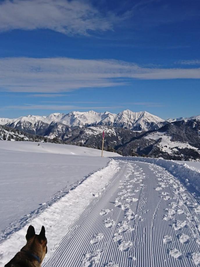 Hund auf Wanderweg im Schnee